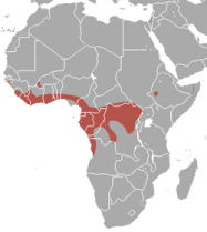 distribució Hypsignathus monstrosus