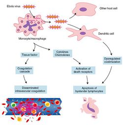 250px-EbolaEndothelial