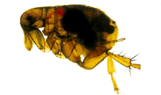 yersinia pestis pusa peste-bubonica-2-mn2