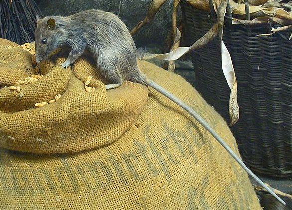 Yersinia pestis Roof_rat-(rattus_rattus)