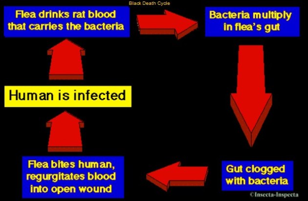 Yersinia Black death cycle1