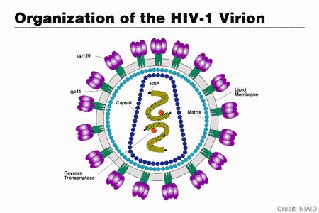 HIV picture 2
