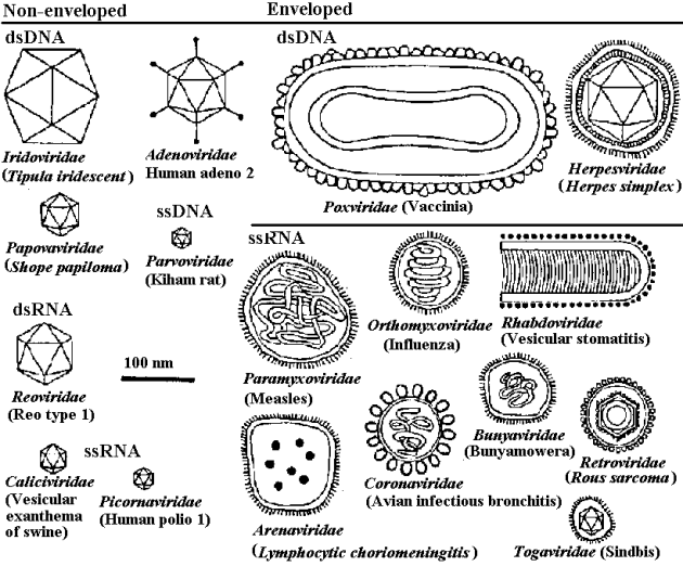 virus families drawn