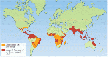 Aedes aegypti i dengue
