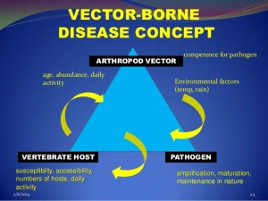 vector-borne-diseasesask-24-638