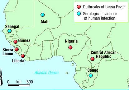 Lassafever distribution