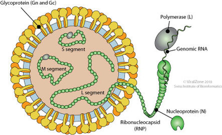 CCHFV scheme