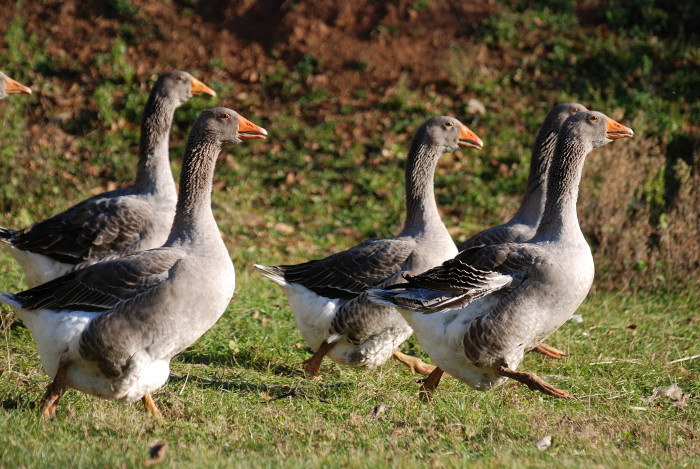 h5n8-goose-france-656ecab7c887f6f3eba32180ad75fa94