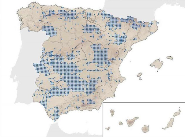 cervol ibèric especies_49_1315257972
